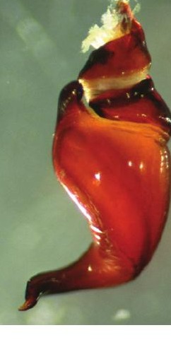 Male palp