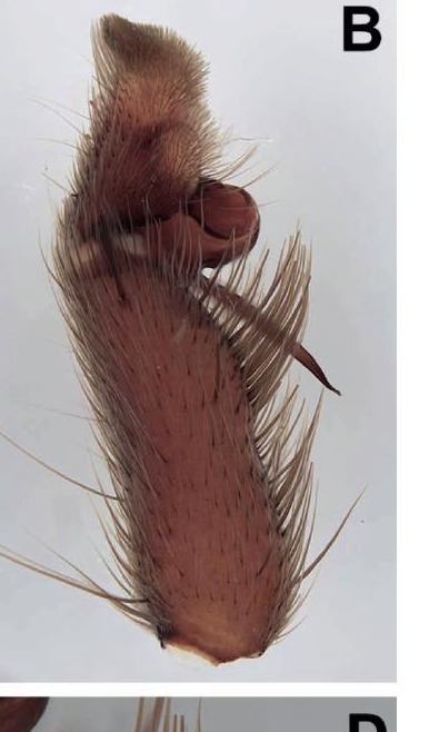Male palp