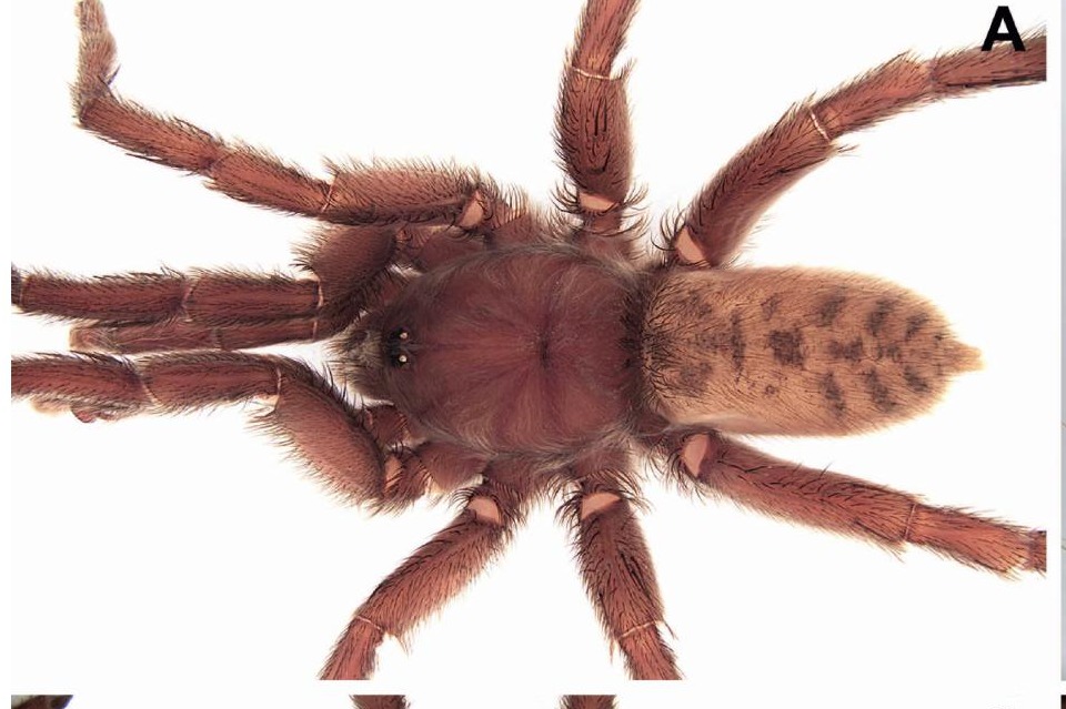 Ischnocolus valentinus