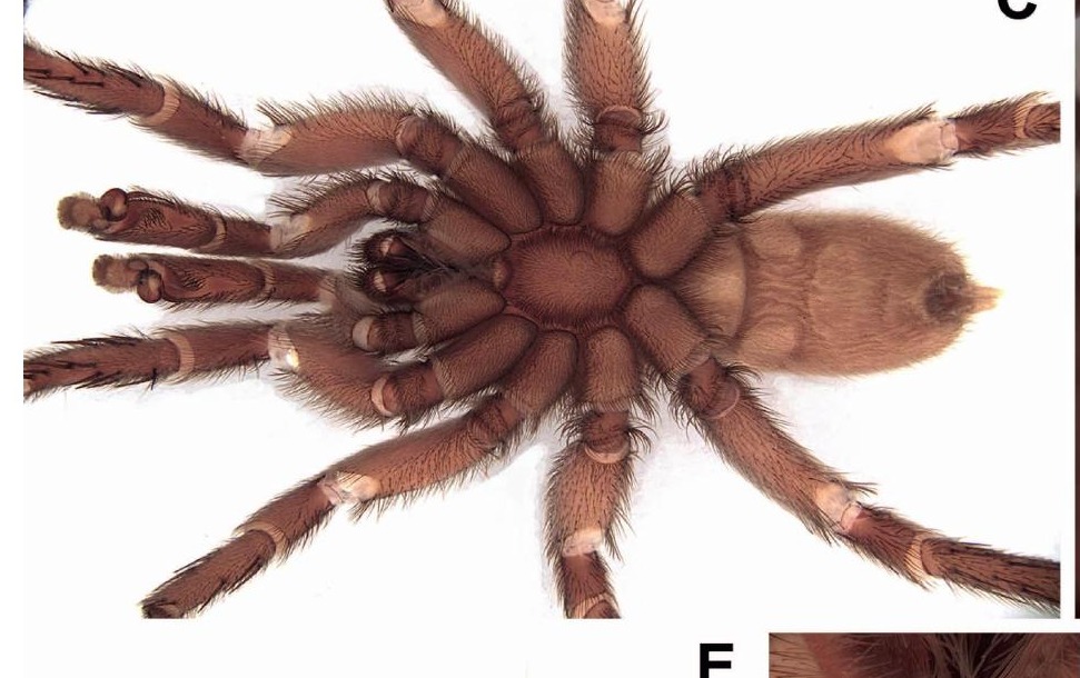 Underside