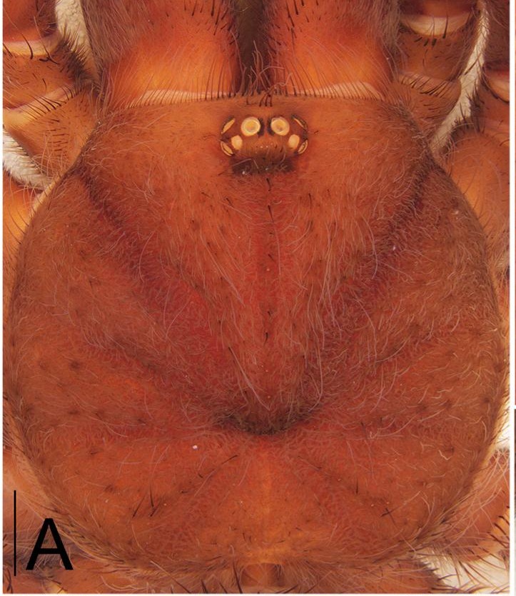 Carapace