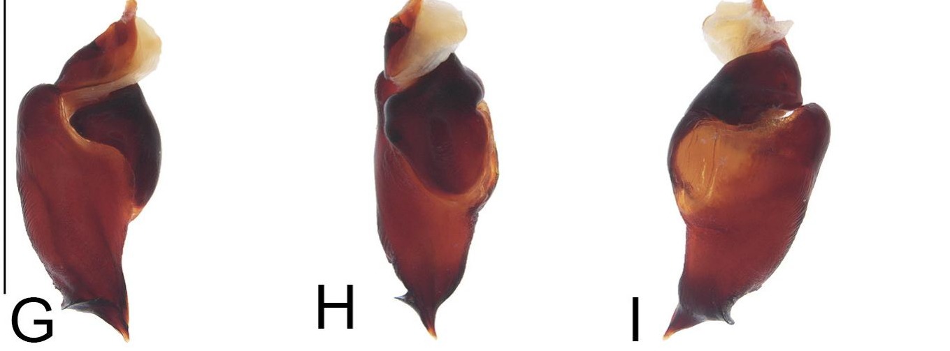 Male palp