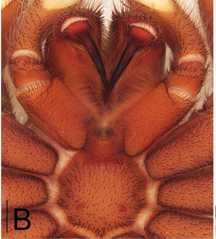 Underside