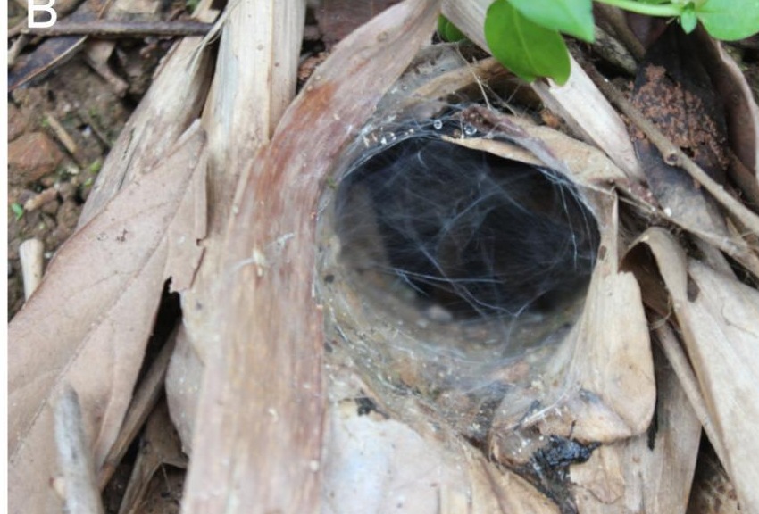 Burrow