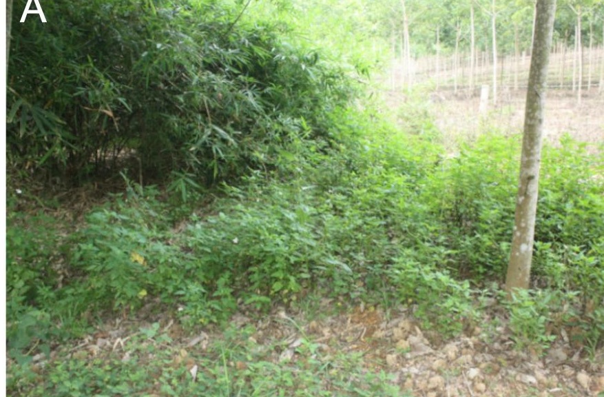 Habitat