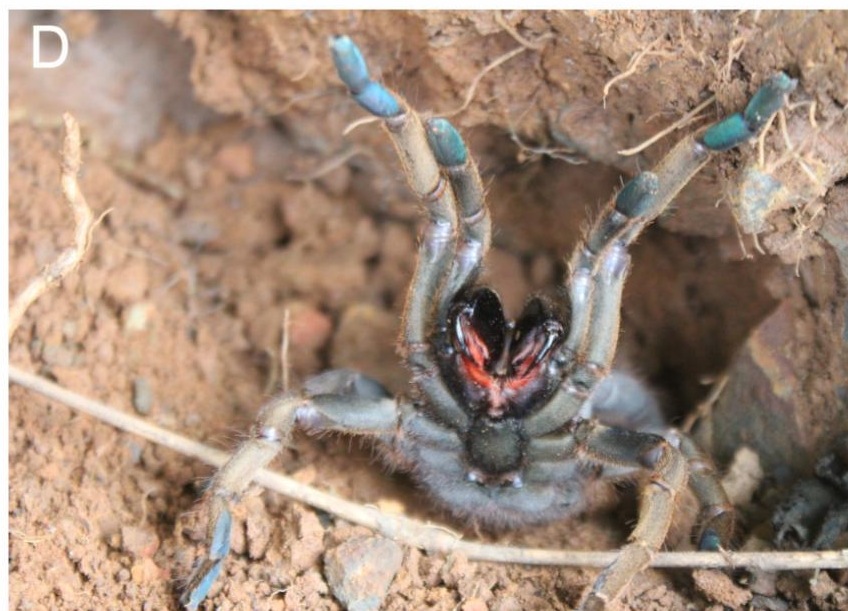 Magnacrus tongmianensis