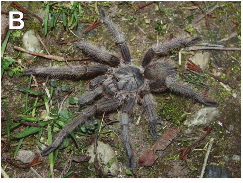 Monocentropus lambertoni