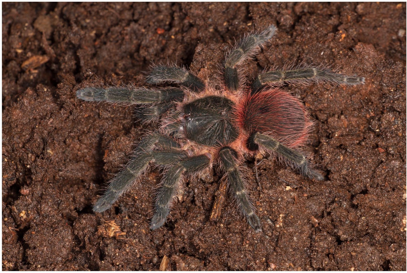 Live specimen