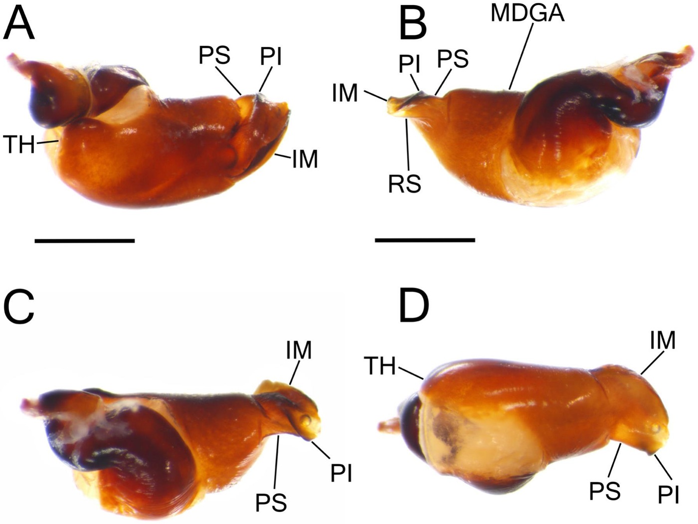 Male palp