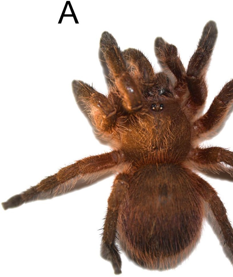 Live specimen