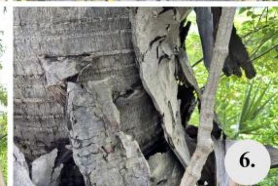 Burrow