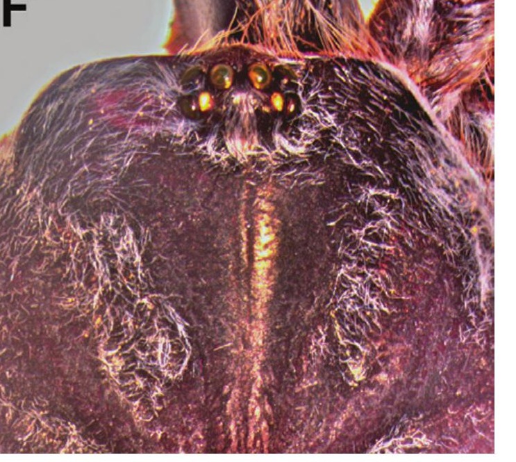 Carapace