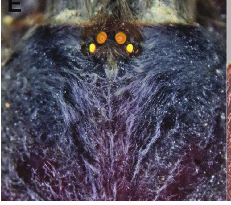 Carapace