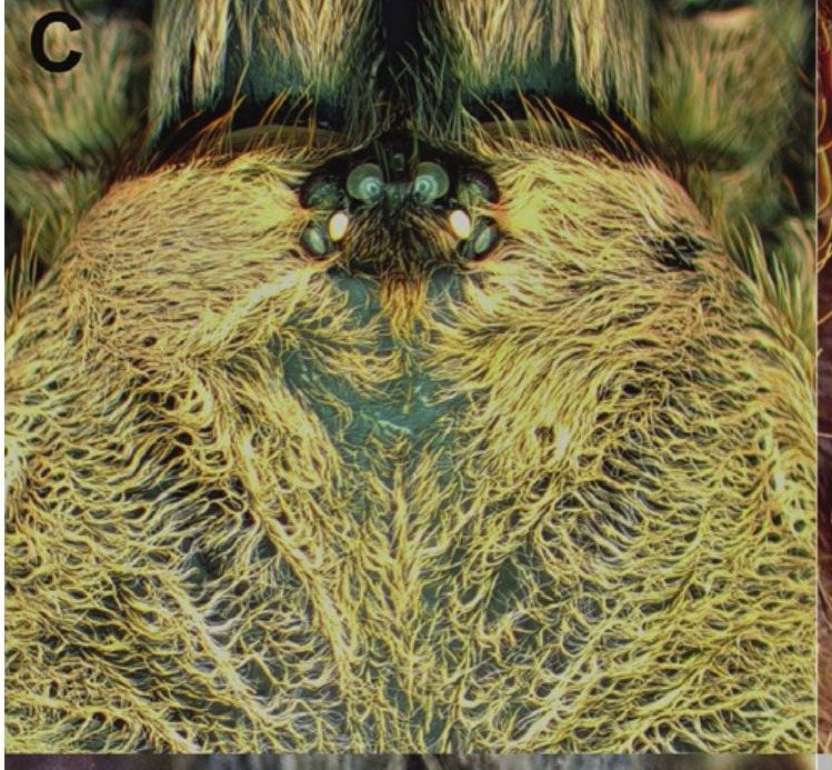 Carapace