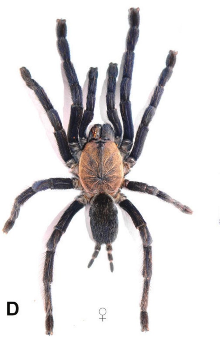Orphnaecus libmanan