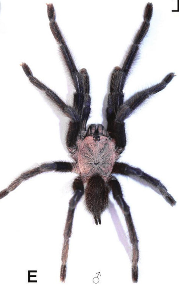 Male