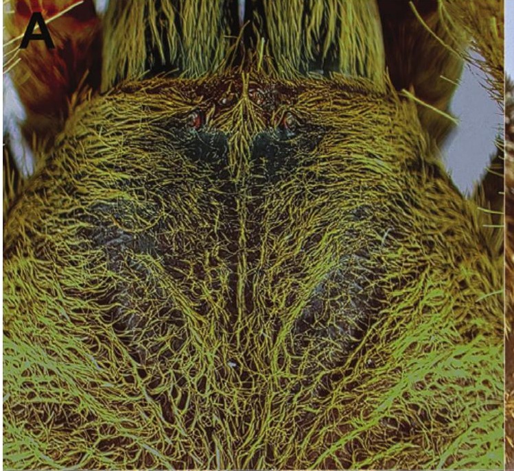 Carapace