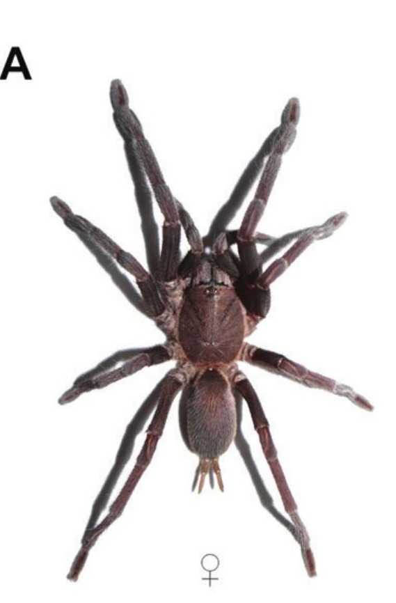 Orphnaecus pellitus