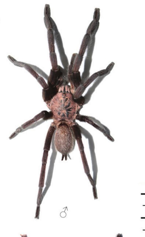 Male