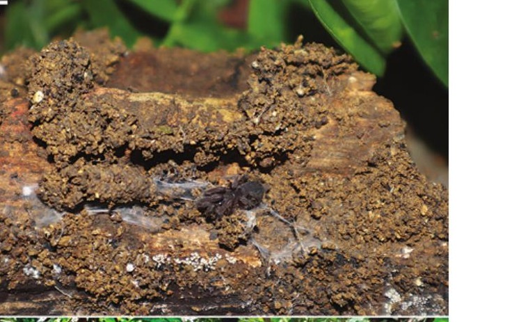 Burrow