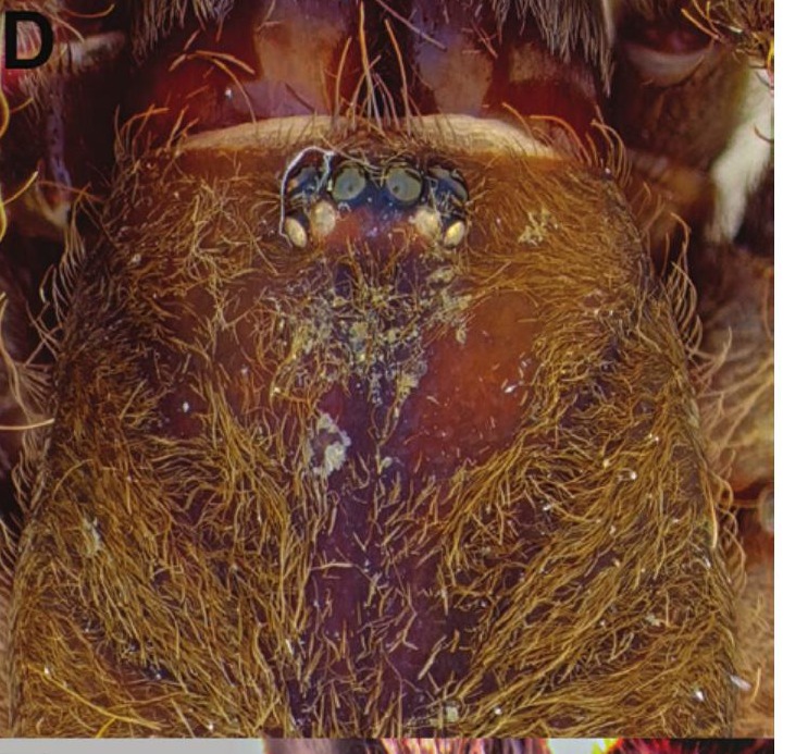 Carapace
