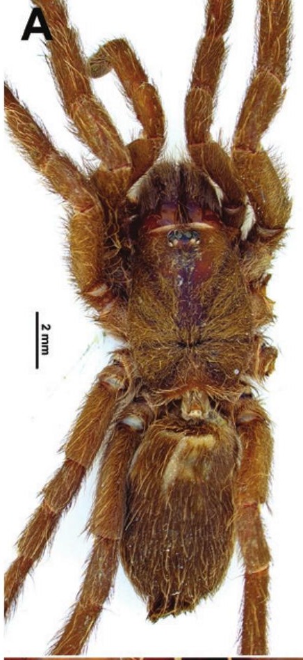 Female