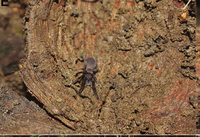 Orphnaecus tangcongvaca