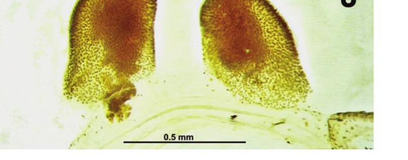 Spermathecae