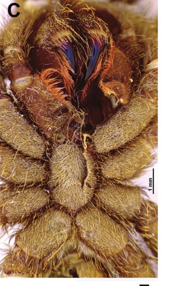 Underside