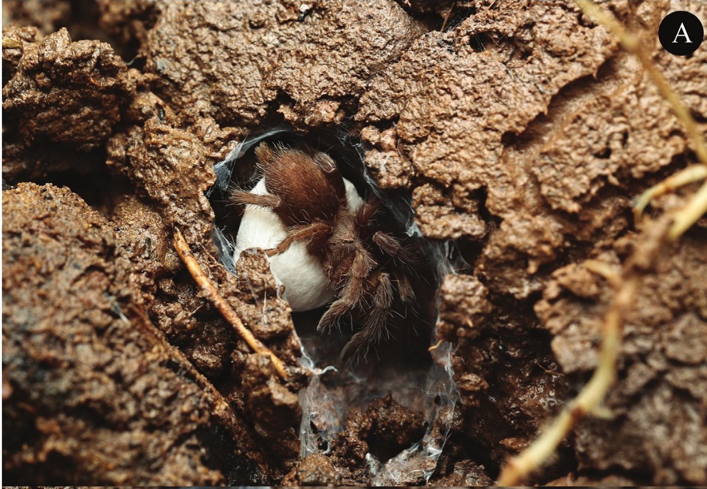 Egg Sac