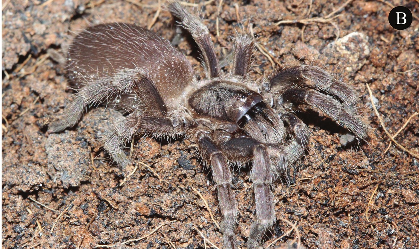 Female