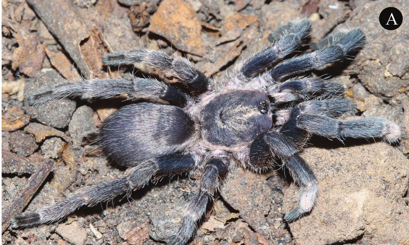Male