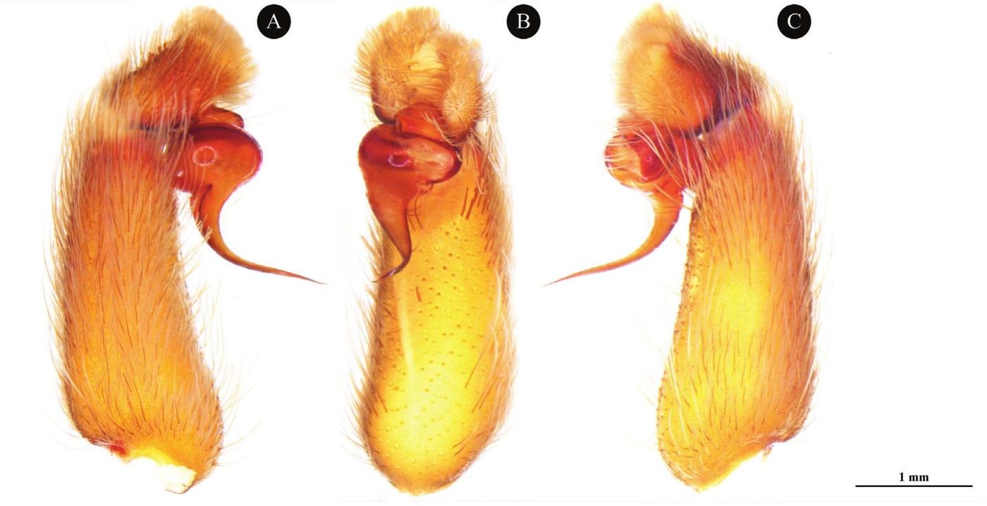 Male palp