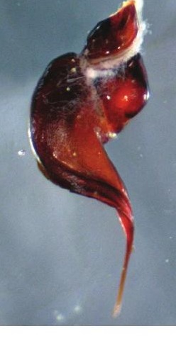 Male palp