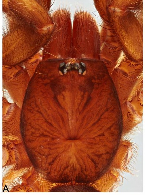 Carapace