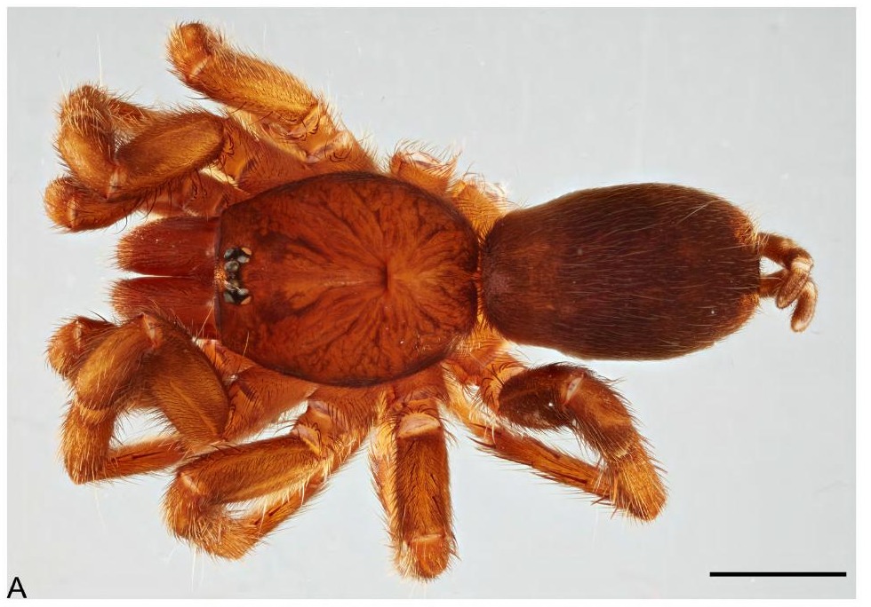Female