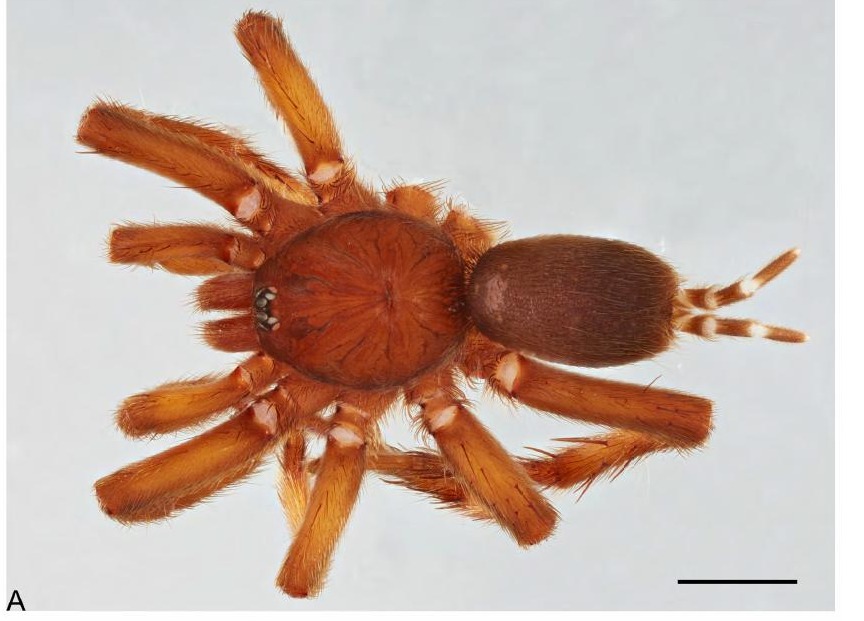 Male