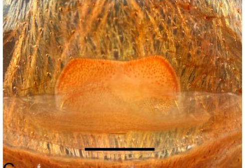 Spermathecae