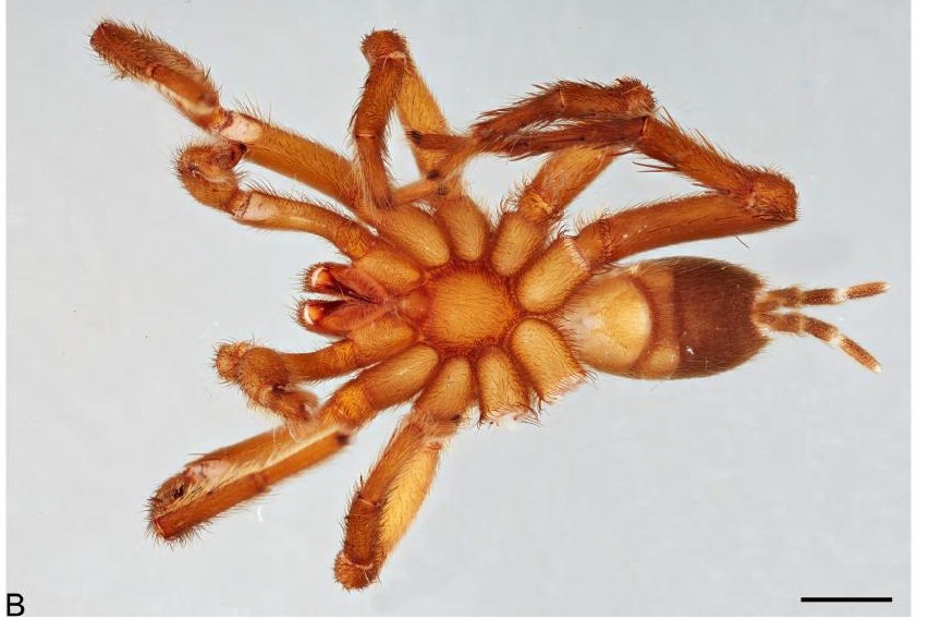 Underside