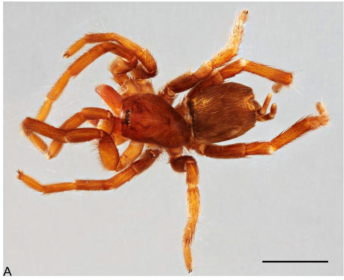 Female
