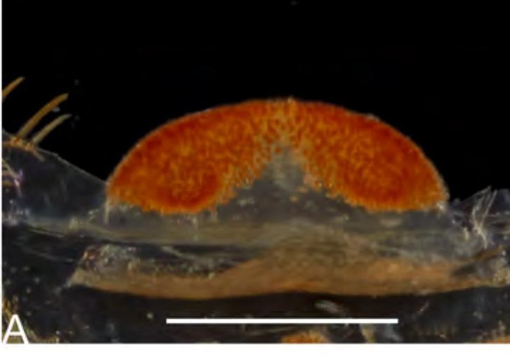 Spermathecae