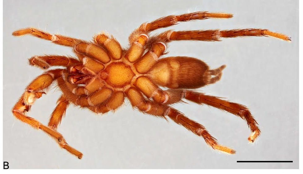 Underside
