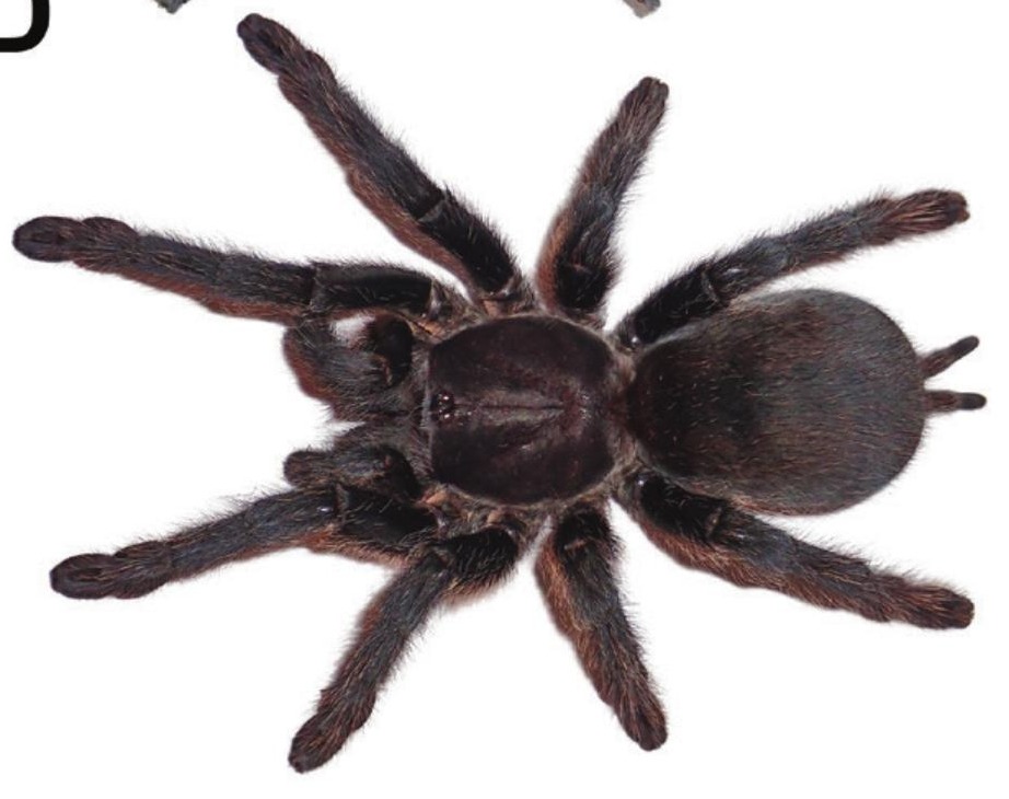 Female
