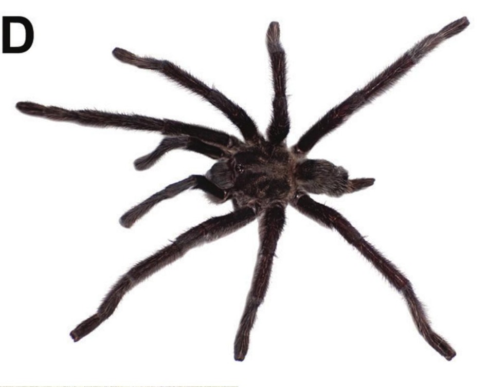Male