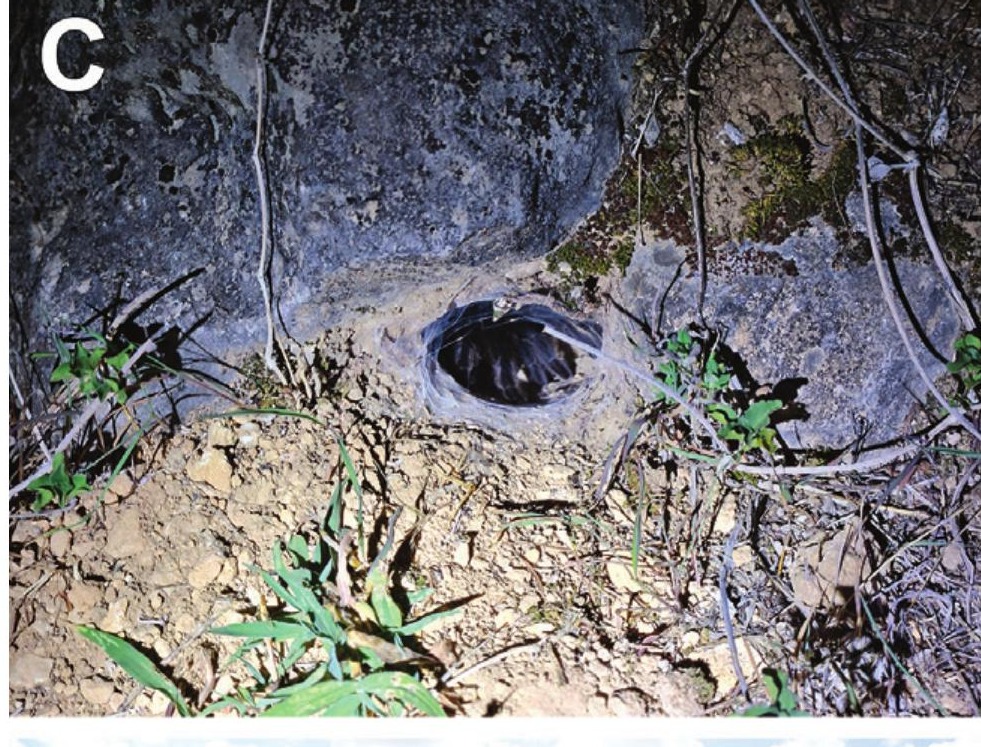 Burrow