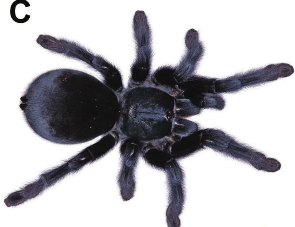Satyrex ferox