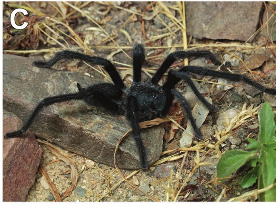 Male