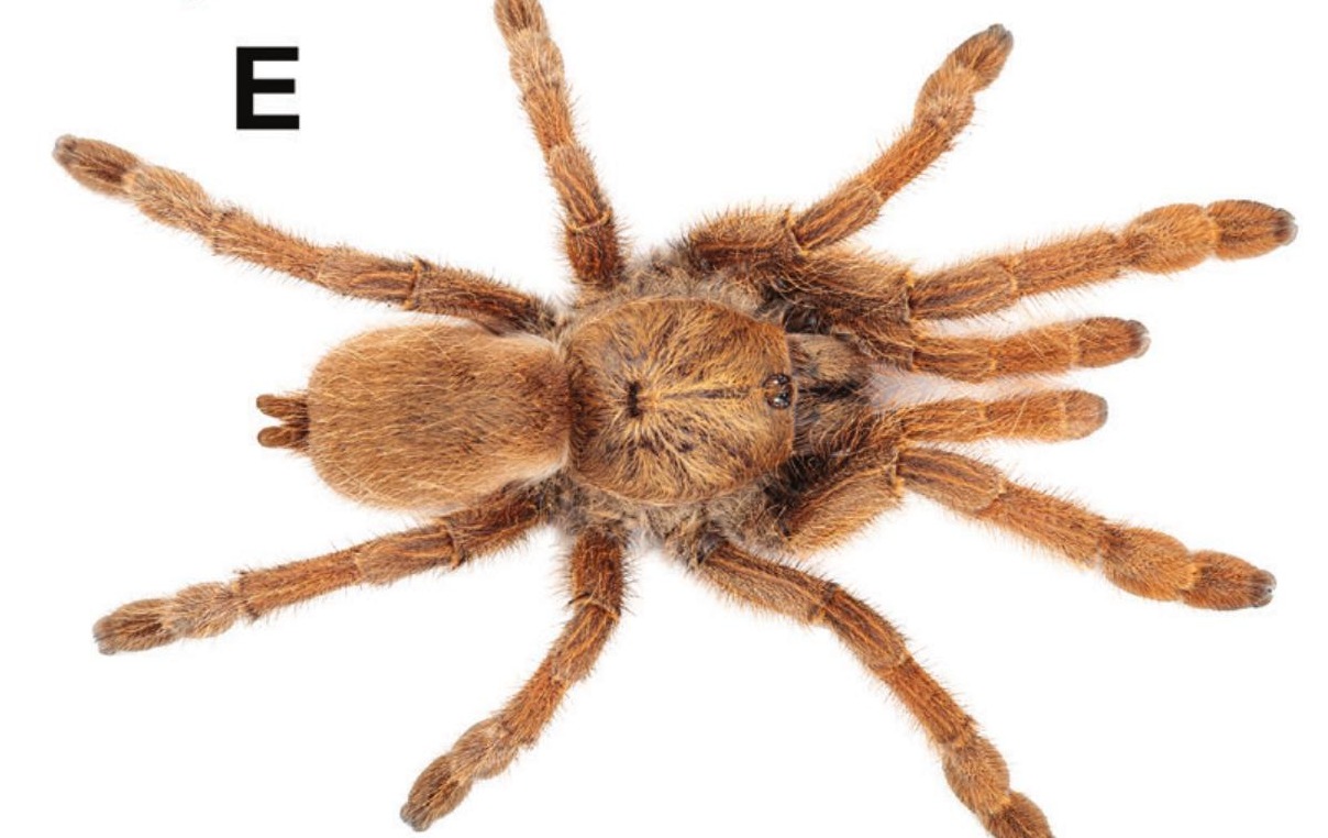 Satyrex speciosus