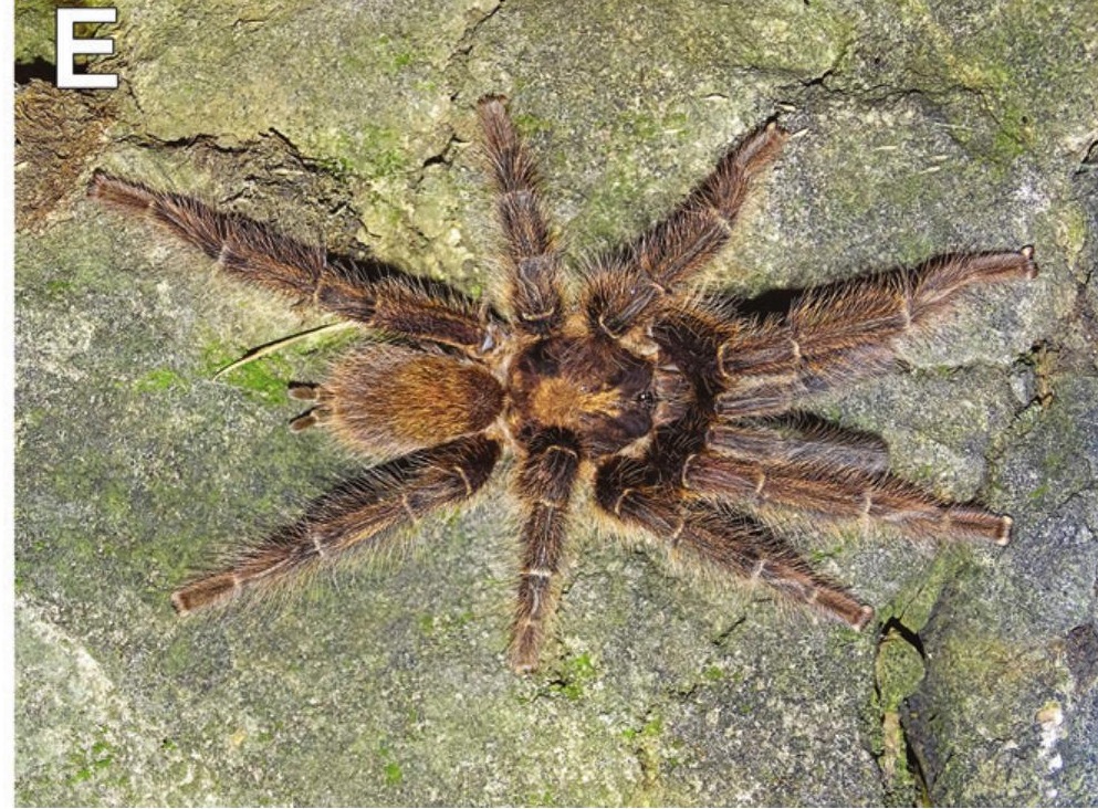Male