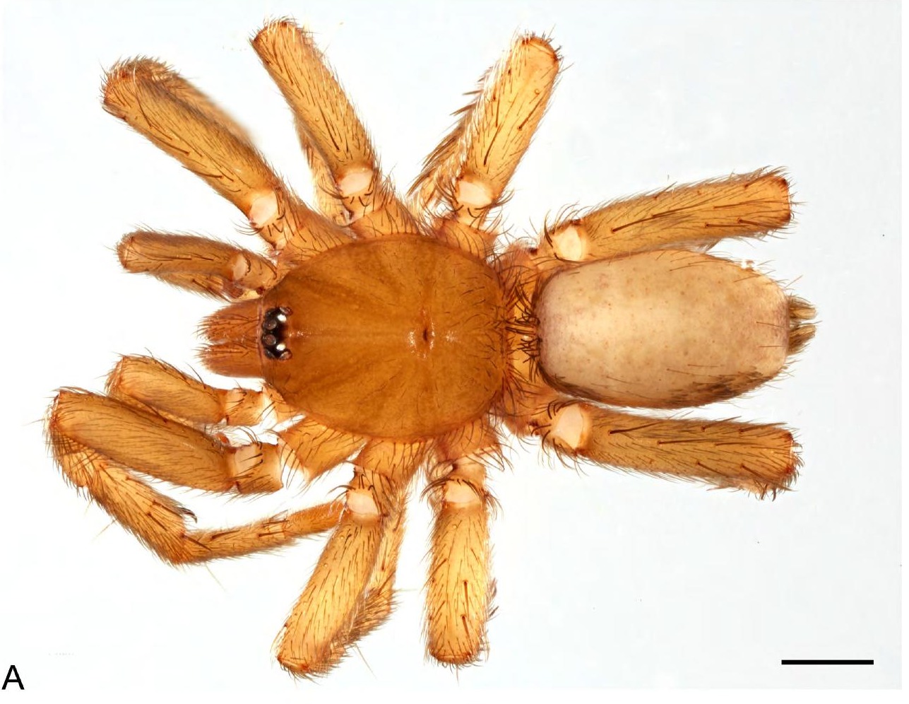 Male